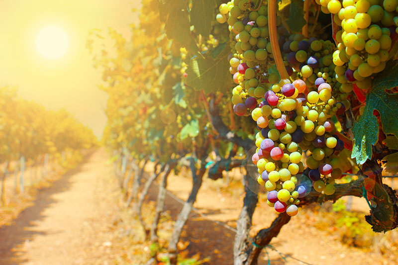 Grapes at sunset