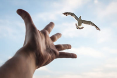 Hand reaching to bird in the sky. Selective focus on a bird.