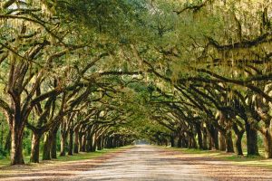 A stunning, long path lined with ancient live oak trees draped in spanish moss